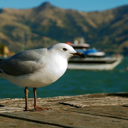 Akaroa Top 10 Holiday Park Exterior foto