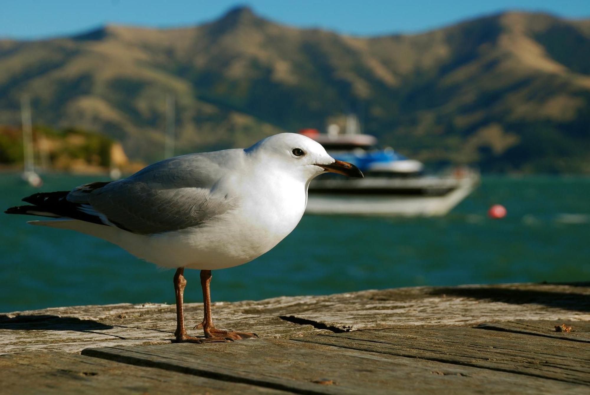 Akaroa Top 10 Holiday Park Exterior foto